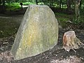 Le menhir « Pierre aux Moines » : la souche donne l'échelle.