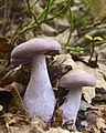 Wood Blewit (Lepista nuda)