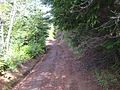 Barlow Road in the Mount Hood National Forest