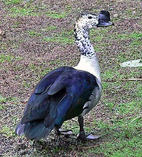 Pato-de-carúncula macho