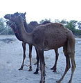 Provincial animal of Balochistan (Pakistan)