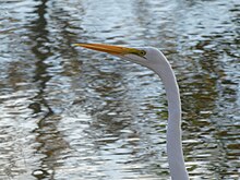 A close-up of white heron with a droplet of water on its beak.