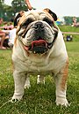 Englische Bulldogge