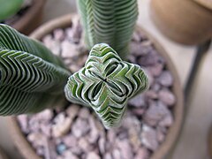 Crassula pyramidalis ✓