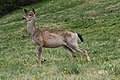 Image 50Black-tailed deer graze at Deer Park in Olympic National Park (from Washington (state))