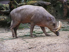 セレベスバビルサ Babyrussa celebensis