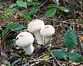 Gem-studded puffball (Lycoperdon perlatum)