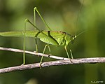 Phaneroptera falcata – Männchen