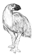 Gastornis (Anseriformes)