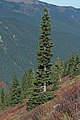 Image 20The narrow conical shape of northern conifers, and their downward-drooping limbs, help them shed snow. (from Conifer)