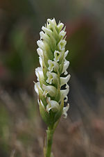 Thumbnail for Spiranthes romanzoffiana