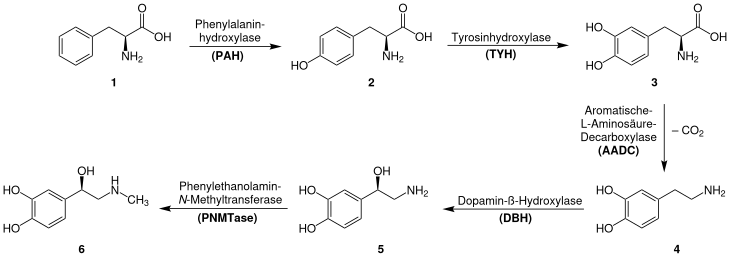 Biosynthese des Adrenalins: Ausschnitt aus dem Phenylalanin-Tyrosin-Stoffwechsel