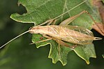 Oecanthus pellucens