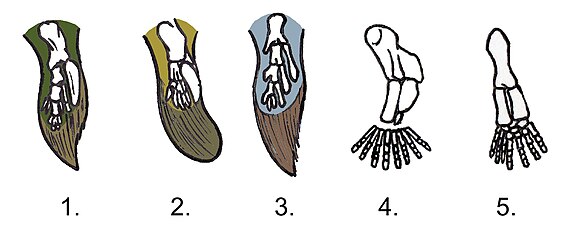 Comparison between fins of Tiktaalik, Panderichthys and Eusthenopteron, compared to the legs of 2 tetrapods ( Acanthostega and Ichthyostega ).