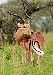 Tona ya go itokiša Phaka ya Setšhaba ya Serengeti