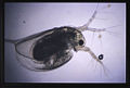 Kutu air Daphnia