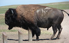 Bison bison 009.jpg