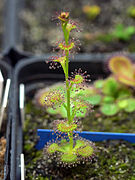 Drosera platypoda ✓