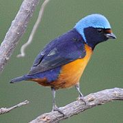 Eufonia de capucha azul (Euphonia elegantissima)