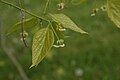 Leaves and flowers