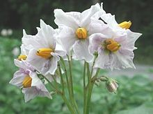 Potetblomster frå Solanum tuberosum