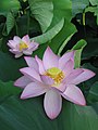 Nelumbo nucifera