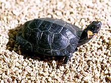 Une Tortue de Muhlenberg avec la queue pointant sur la droite de l'écran. La tortue regarde sur sa gauche.