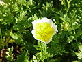 Thumbnail for Limnanthes douglasii