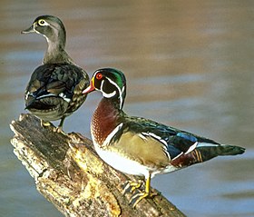 Casal de patos-carolinos