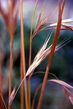 Bromus carinatus