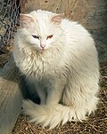 Odd-eyed Angora