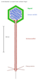 Schematische Kwerschnitt dur e Lambda-Phagen (Virusfamilie Siphoviridae)