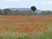 Un campo di papaveri in Toscana.