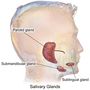 Thumbnail for Salivary gland