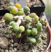 Portulacaria pygmaea ✓