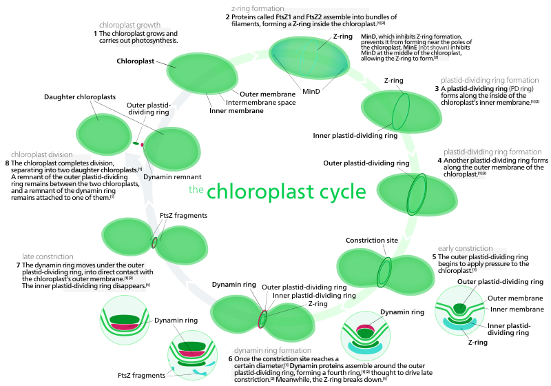 Most chloroplasts in plant cells, and all chloroplasts in algae arise from chloroplast division.[188] Picture references,[184][192]