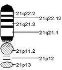 21號染色體