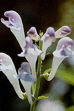 Thumbnail for Scutellaria montana