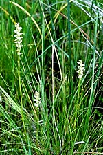 Thumbnail for Spiranthes delitescens