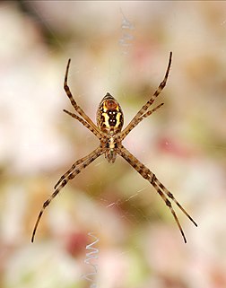 Une Argiope trifasciata, aranéide d'Afrique, d'Amérique, d'Asie et d'Océanie. (définition réelle 1 807 × 2 301)