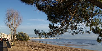 Vue en couleur d’une plage, une branche de pin en premier plan.