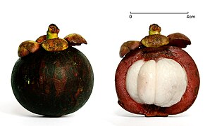 Mangosteen scale v2