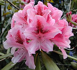 Rhododendron sp.