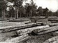 Image 14Deforestation in Myanmar during the British colonial era. (from Geography of Myanmar)