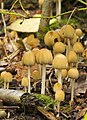   Coprinus micaceus