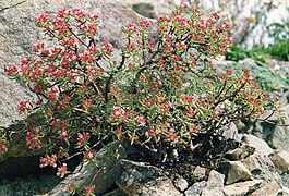 Crassula sarcocaulis ✓