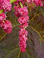 Fiori di Rheum palmatum