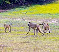 Kikundi kidogo cha Nyani katika Hifadhi ya Nyerere