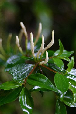 Peperomia sugas ziedkopa Kostarikā.