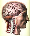 Neuroanatomie , Bourgery & Jacob, Traité complet de l'anatomie de l'homme, 1830–1850.